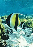 Moorish Idol: a commonly collected fish