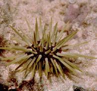 rock boring urchin