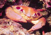 7-11 crab