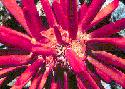 Slate-pencil urchin