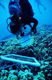 QUEST student records data on corals