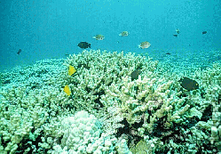 Main reef