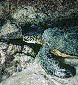 Sea turtle