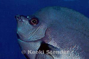 Thompson's Butterflyfish, Hanauma Bay, 25 feet