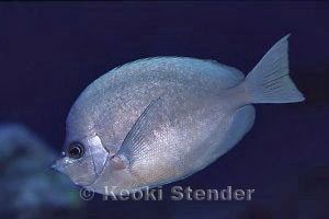 Thompson's Butterflyfish, Sand Island Pipe, 100 feet