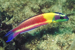 http://www.coralreefnetwork.com/stender/fishes/wrasses/Thalassoma%20lucasanum%20male.jpg